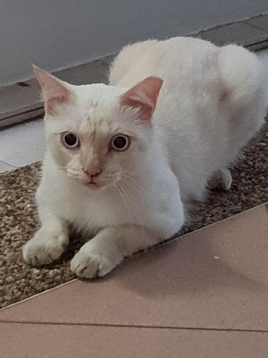 Lost Kitten Or Cat Pet Supplies For Cats Cat Food On Carousell