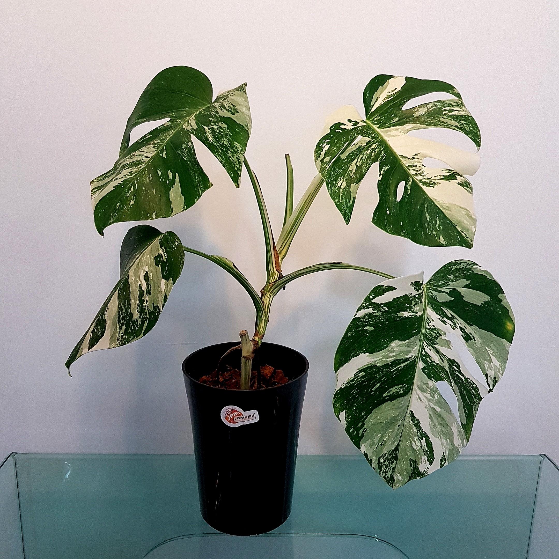 Monstera Borsigiana Var Gardening Plants On Carousell