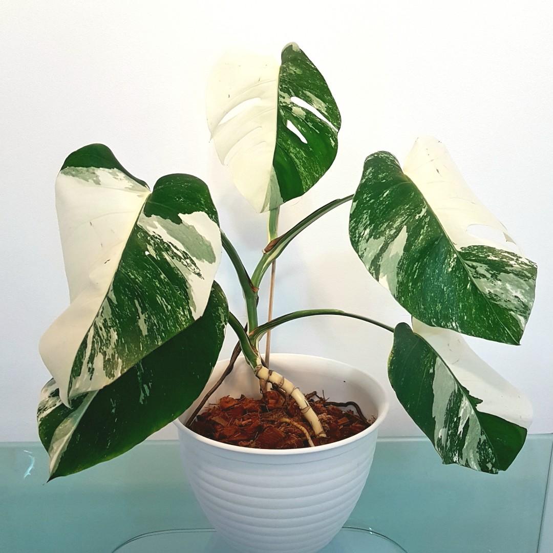 Monstera Borsigiana Variegated Gardening Plants On Carousell