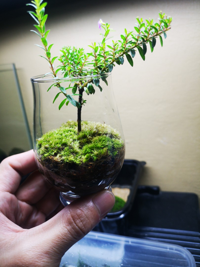 Kỹ thuật tạo rêu (Moss) cho cây cảnh hoặc trang trí