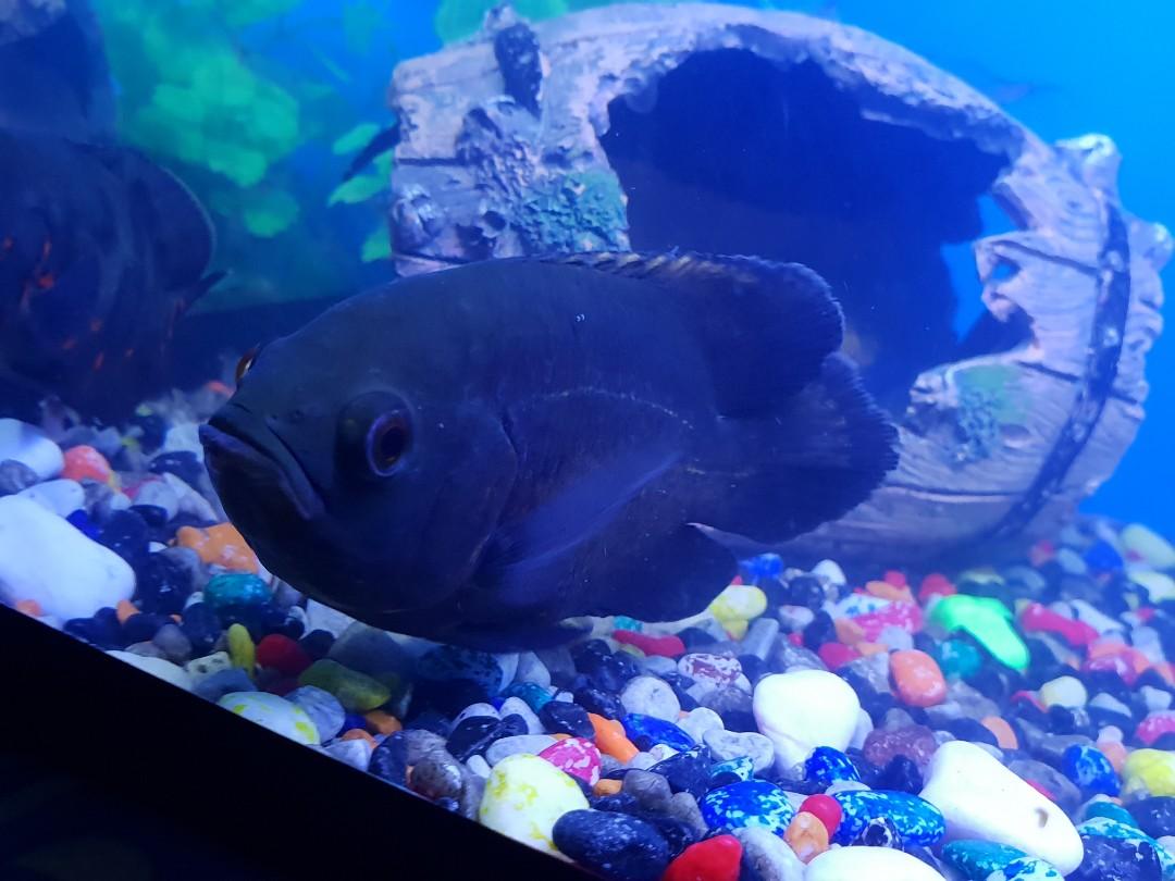 Ikan Oscar Everything Else Others On Carousell