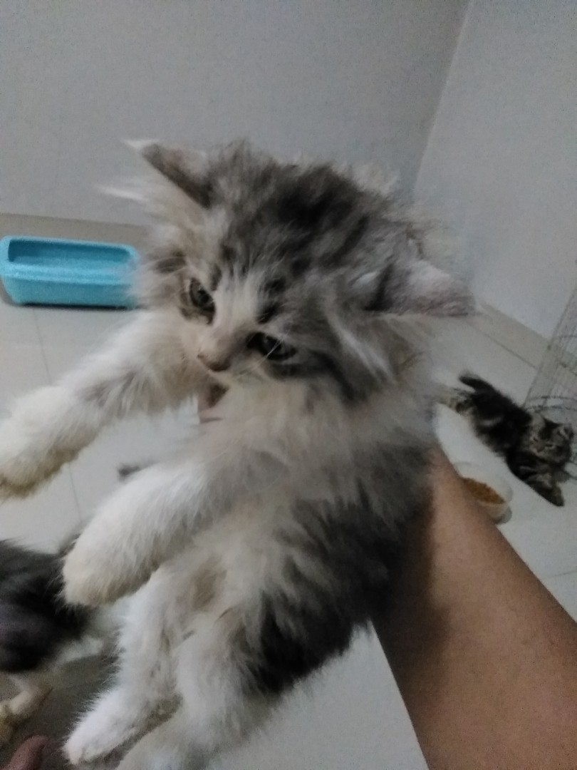 Kucing Persia Umur 25 Bulan Putih Jantan Dan Abuabu Betina Pet
