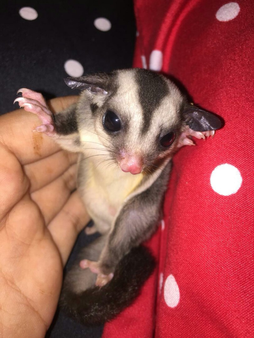 Baby Sugar Glider Serba Serbi Others Di Carousell