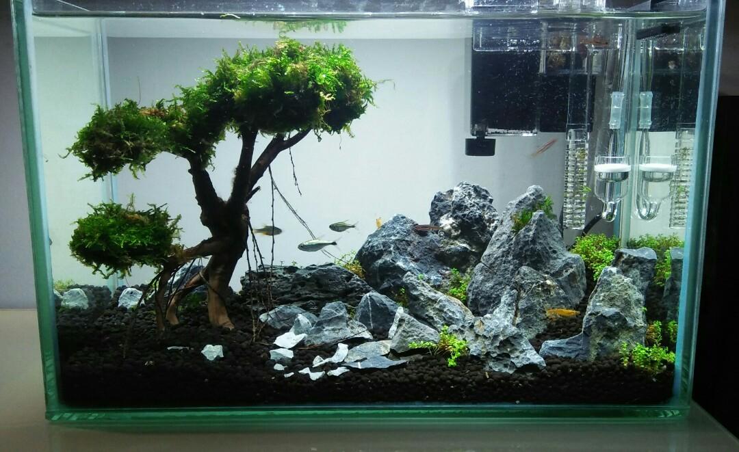 Aquascape Ideas Nano Bonsai Aquascape