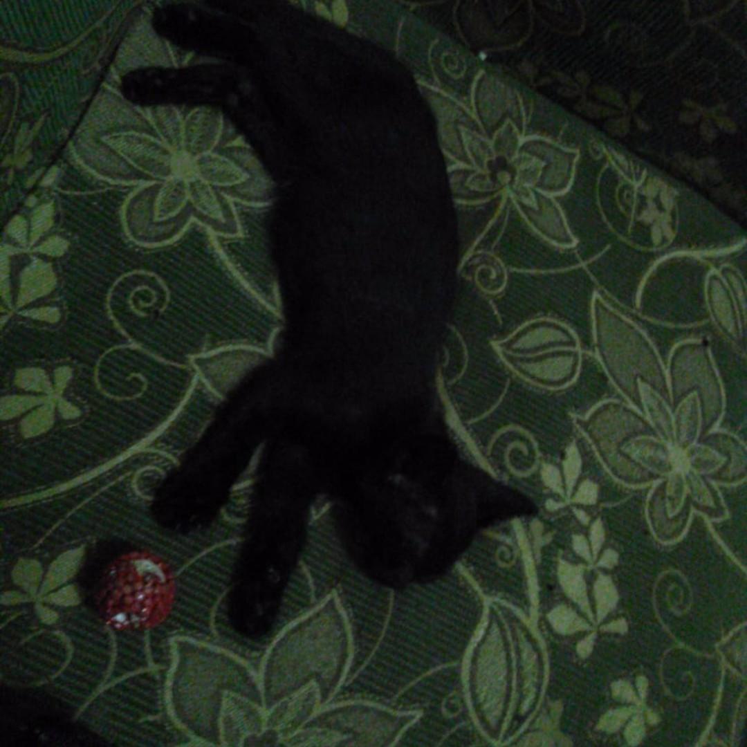 Kucing Persia Hitam Jantan 4 Bulan Barang Yang Dicari Di Carousell