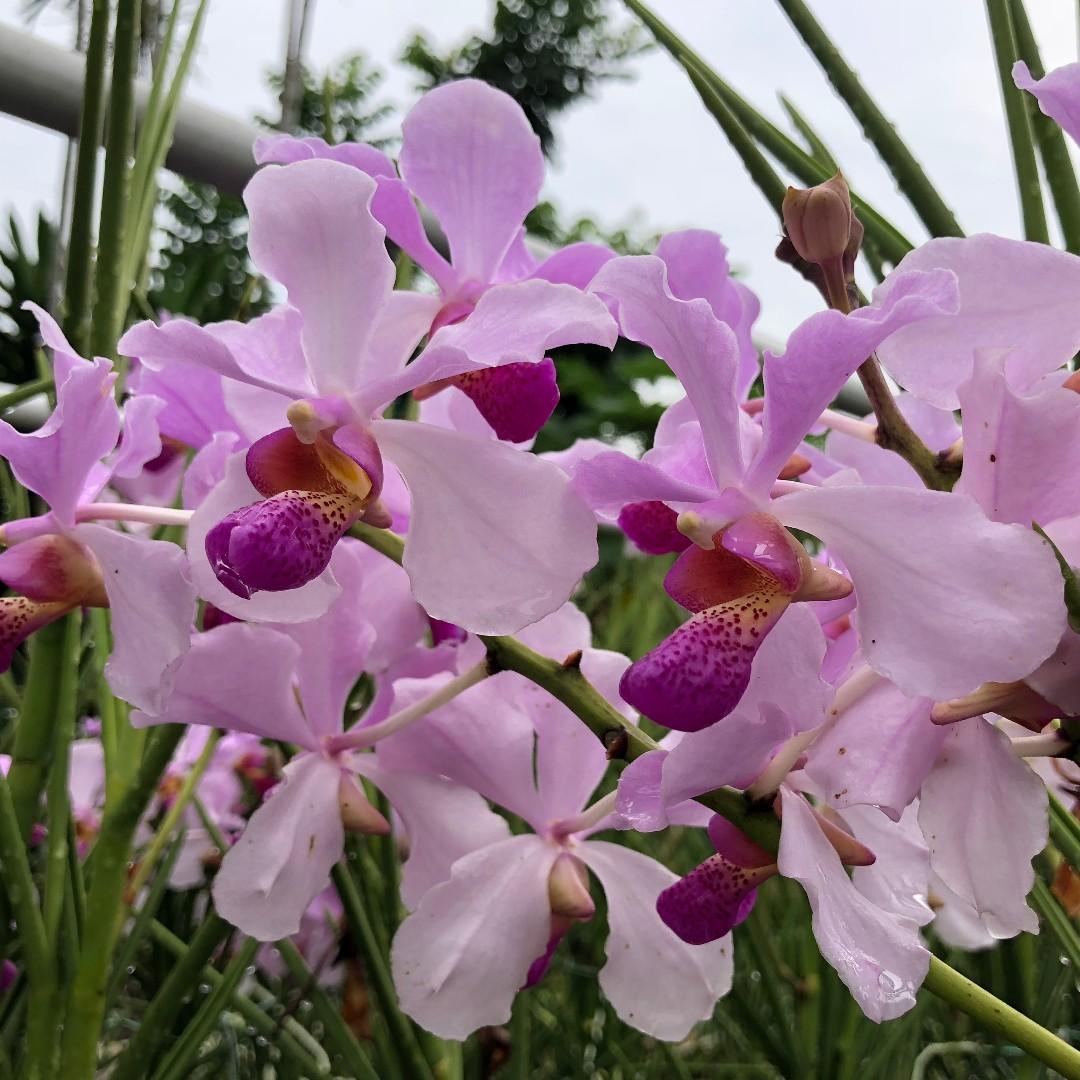 Papilionanda John Clubb / Terete Vanda Orchid Plant
