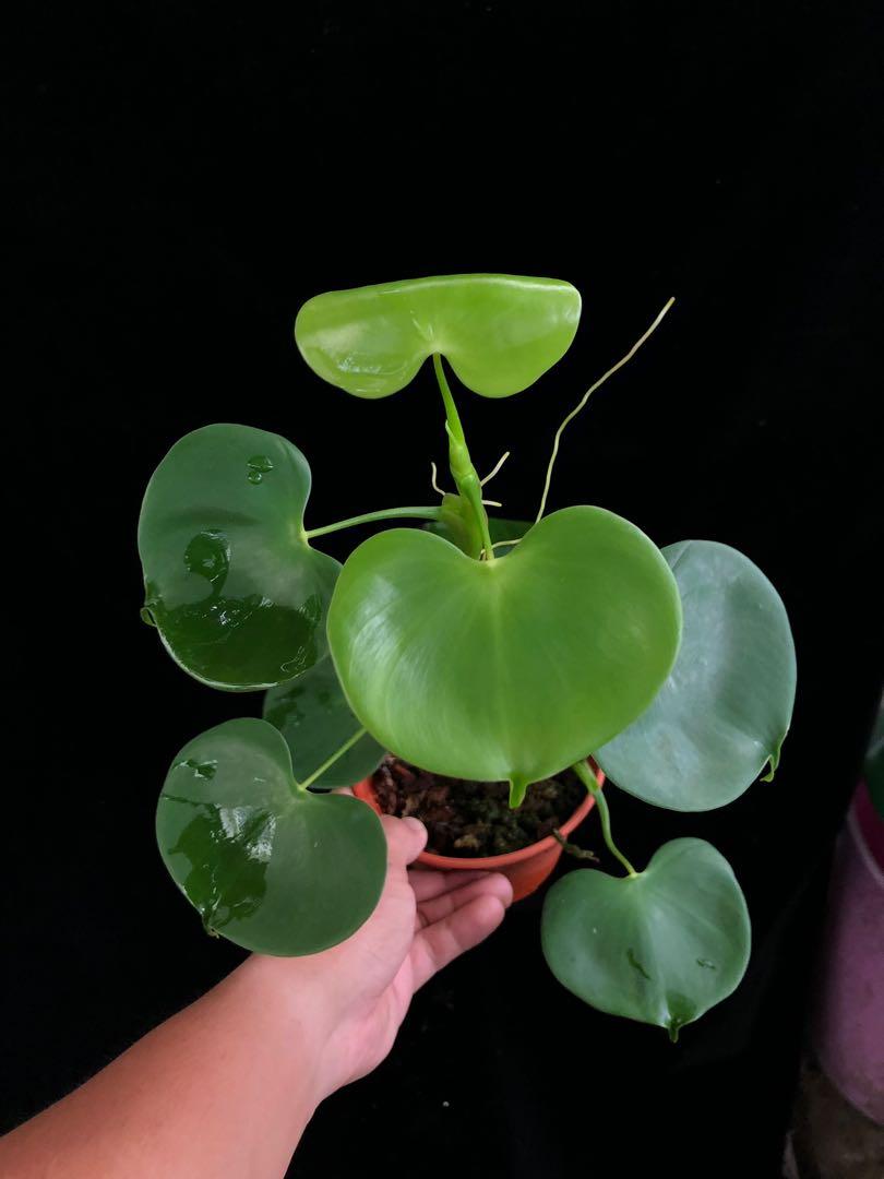 Philodendron Grazielae Gardening Plants On Carousell