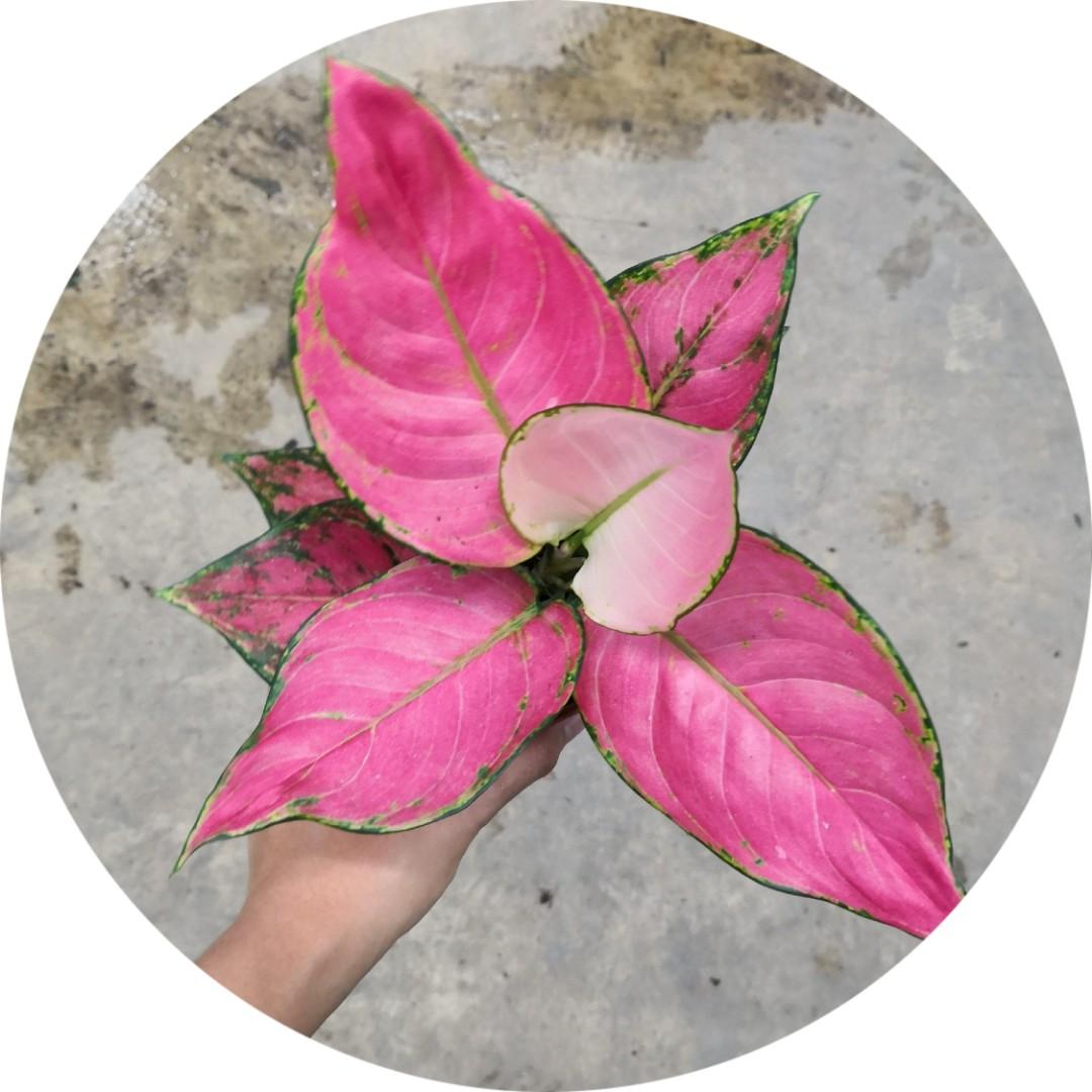 Aglaonema Pink Anyamanee Gardening Plants On Carousell,Accent Wall Ideas For Kitchen