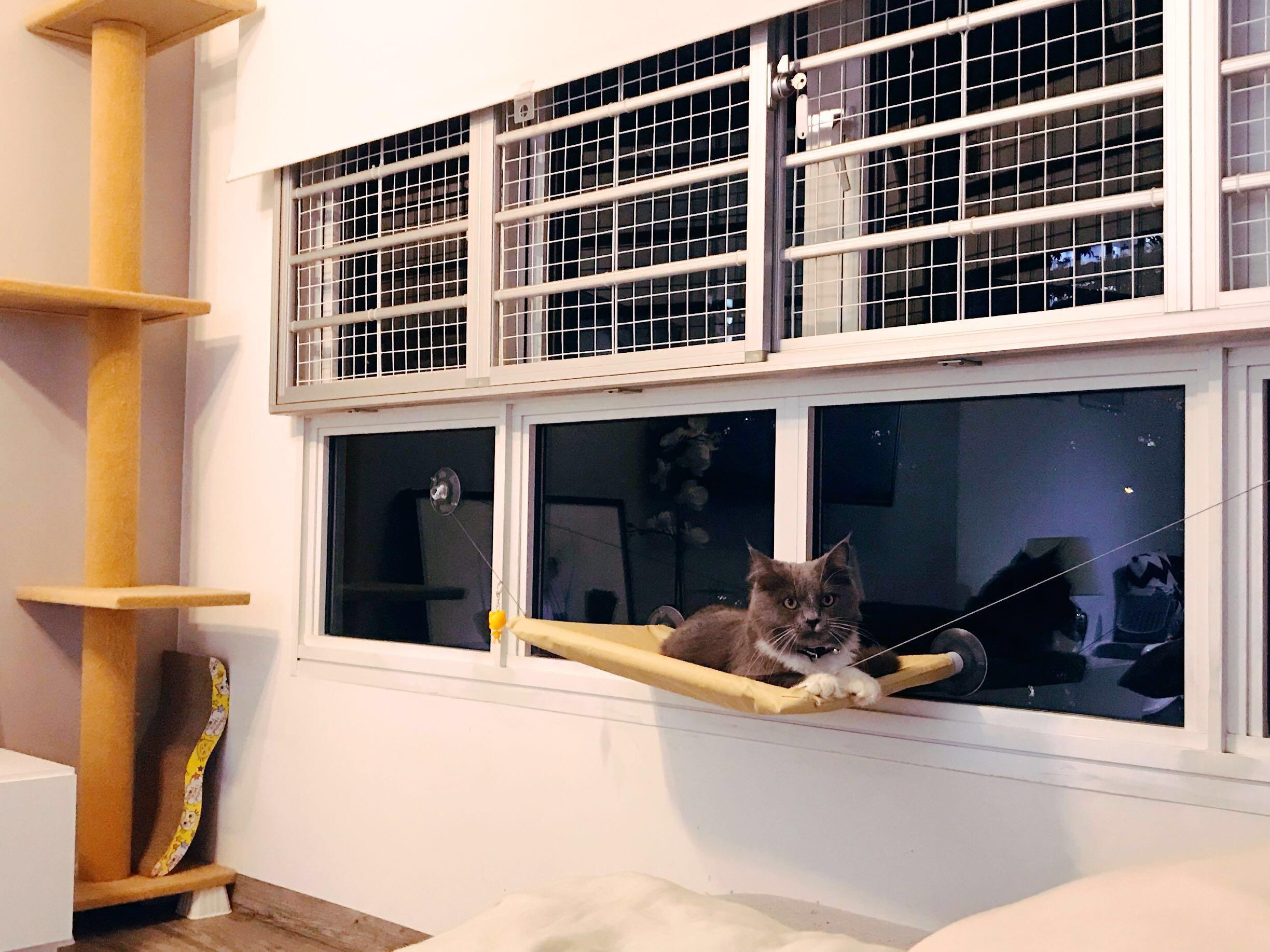 Cat homestay boarding daily weekly monthly Pet Supplies