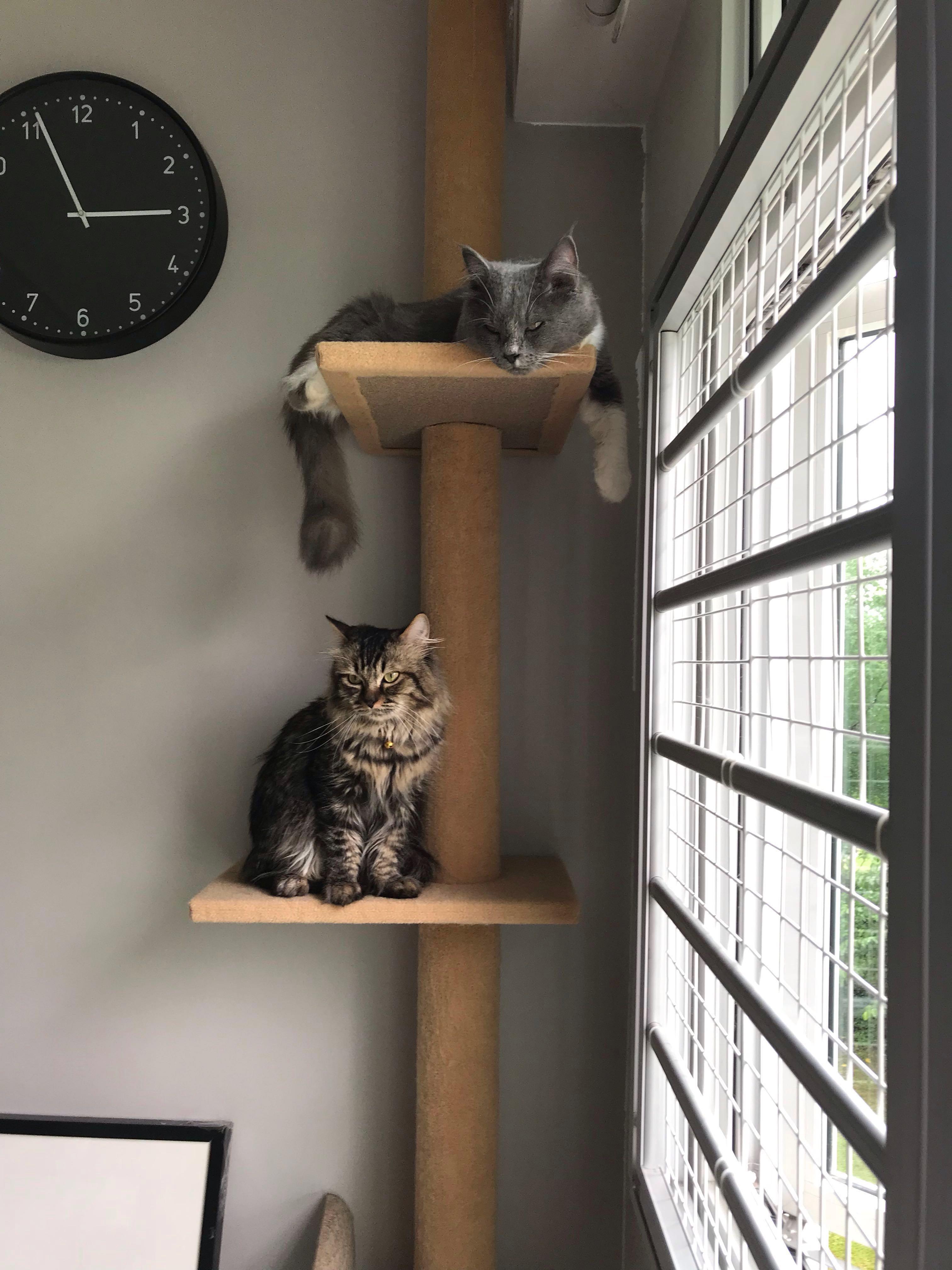 Monthly shop cat boarding