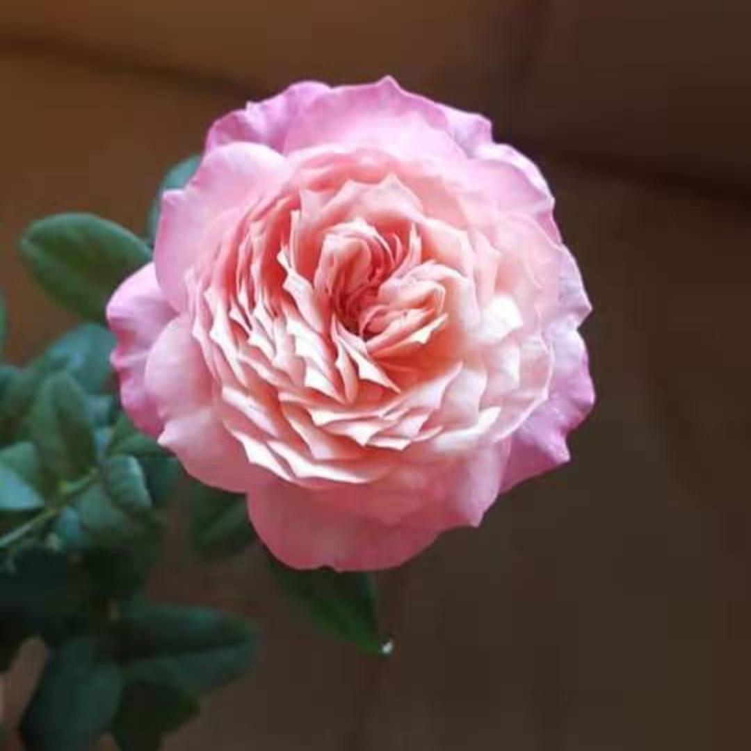 Constance Rose 傢俬 家居 園藝 園藝工具和裝飾品 Carousell