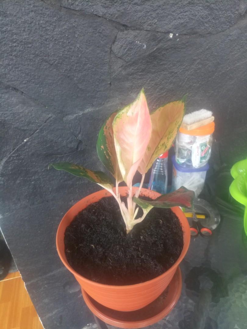 Aglonema Kochin Tembaga Perkebunan Di Carousell