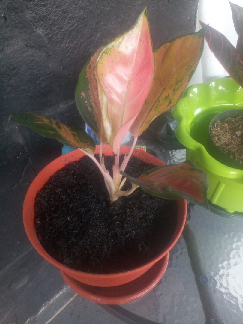Aglonema Kochin Tembaga Perkebunan Di Carousell