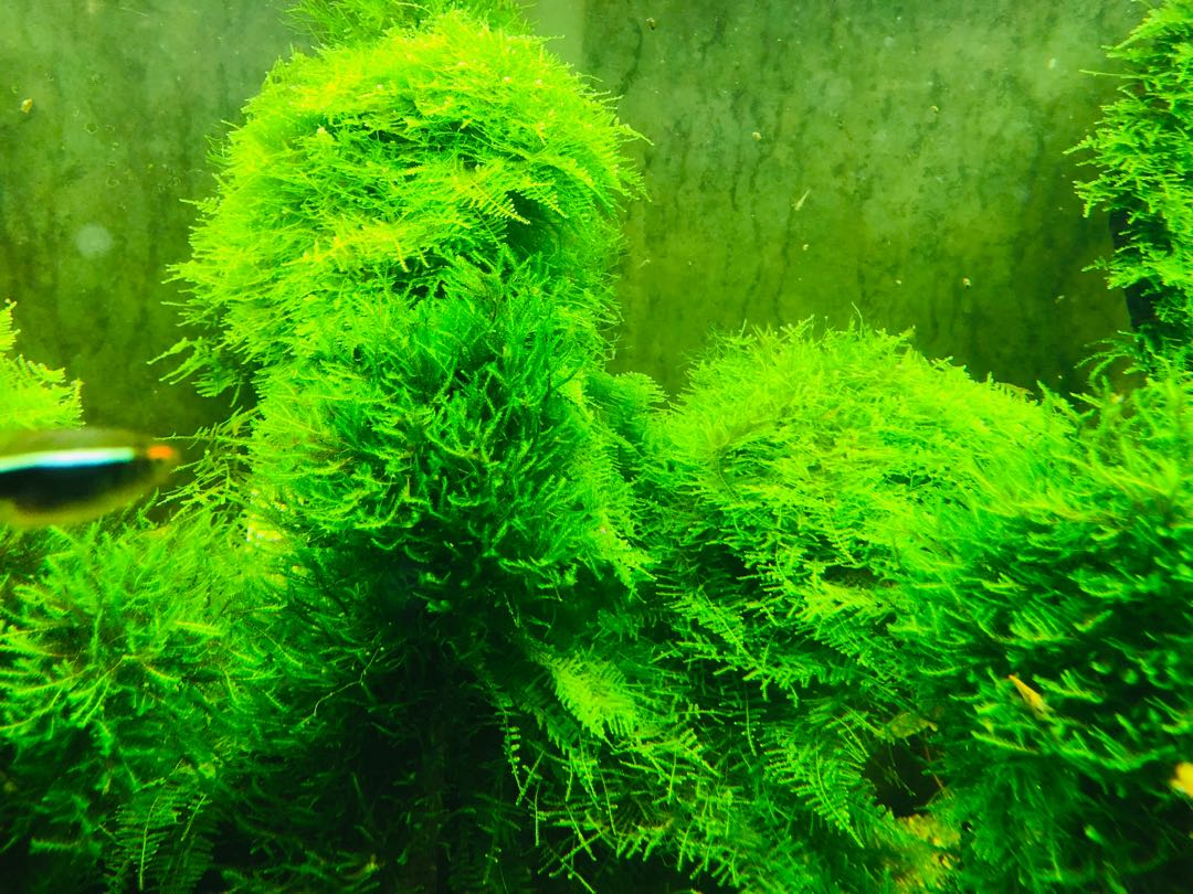 Moss aquarium Christmas Xmas, Furniture & Home Living, Home Decor