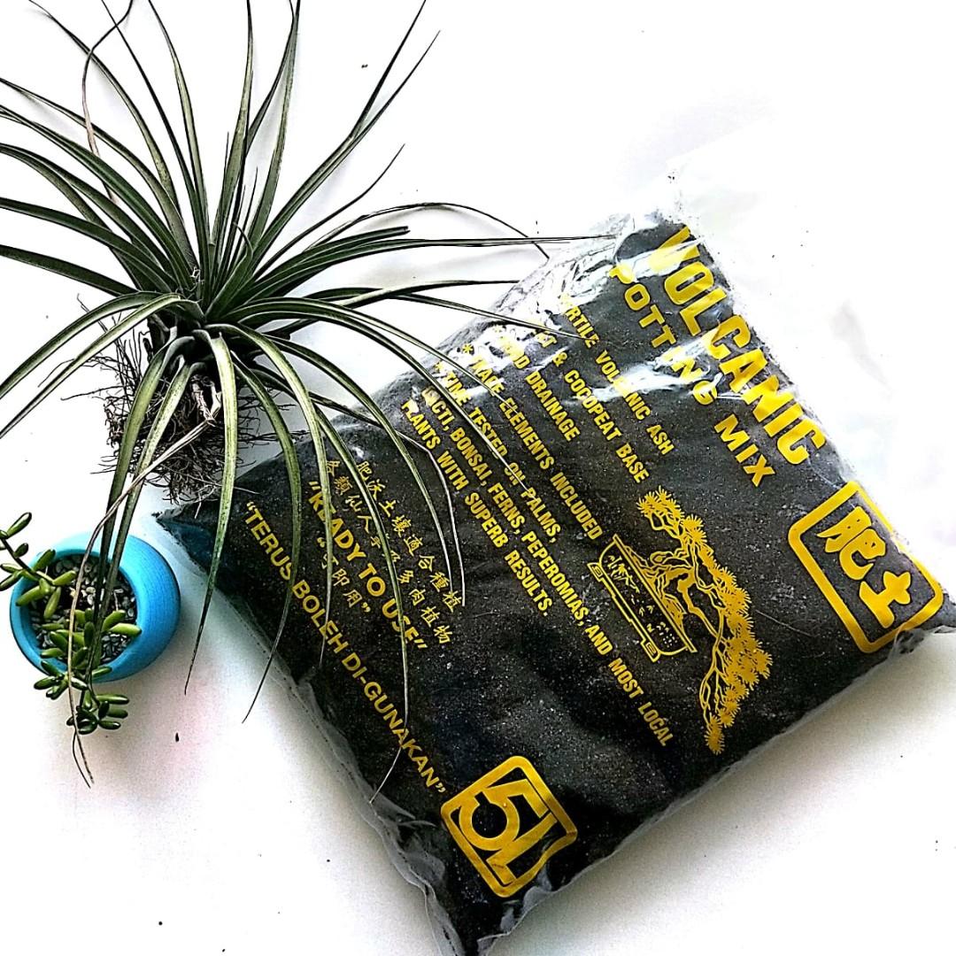 Volcanic Potting Mix Gardening Gardening Tools Ornaments On Carousell