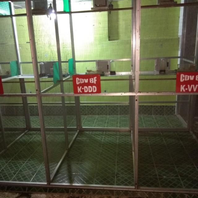 Kandang Ternak Perkutut Perlengkapan Hewan Aksesoris Hewan Di Carousell