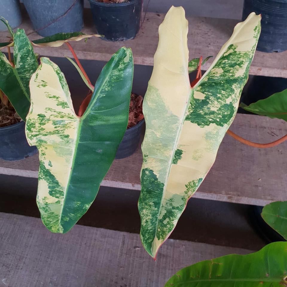 Variegated Billietiae For Sale Gardening Plants On Carousell