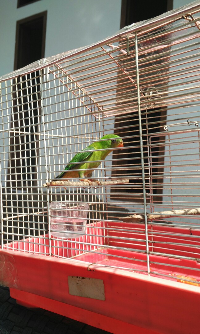 Harga Sangkar Burung Serindit Mxbids Com