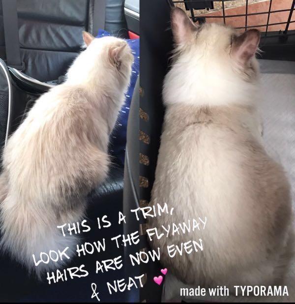 Cat Grooming Lifestyle Services Pet Care Services On Carousell