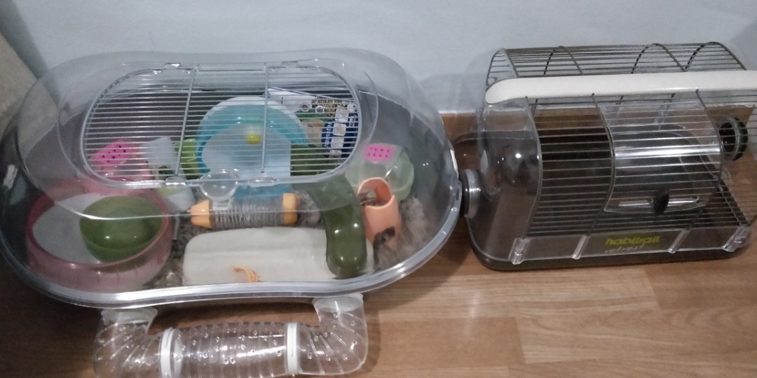 Hamsters cages, Pet Supplies, Homes & Other Pet Accessories on Carousell - Egg-Shaped Hamster Cages