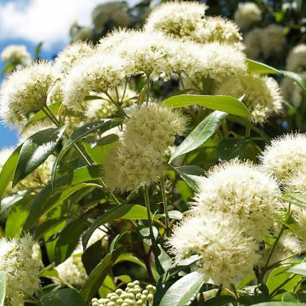 Lemon Myrtle English Herbs Home Furniture Gardening On Carousell