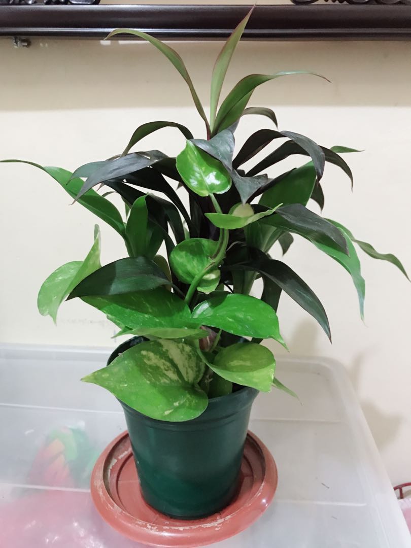 Money Maker Plant Home Furniture Furniture Fixtures Others On Carousell