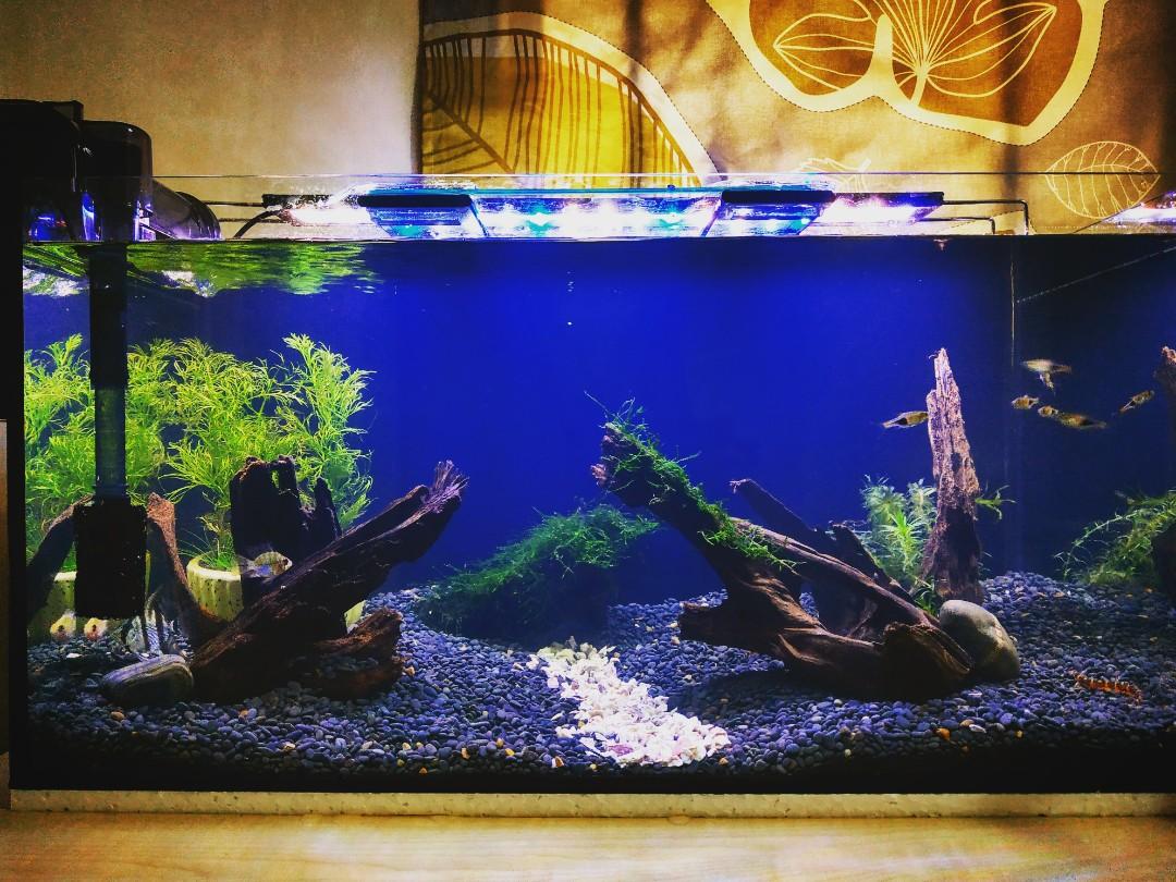 2 feet aquarium decoration discount
