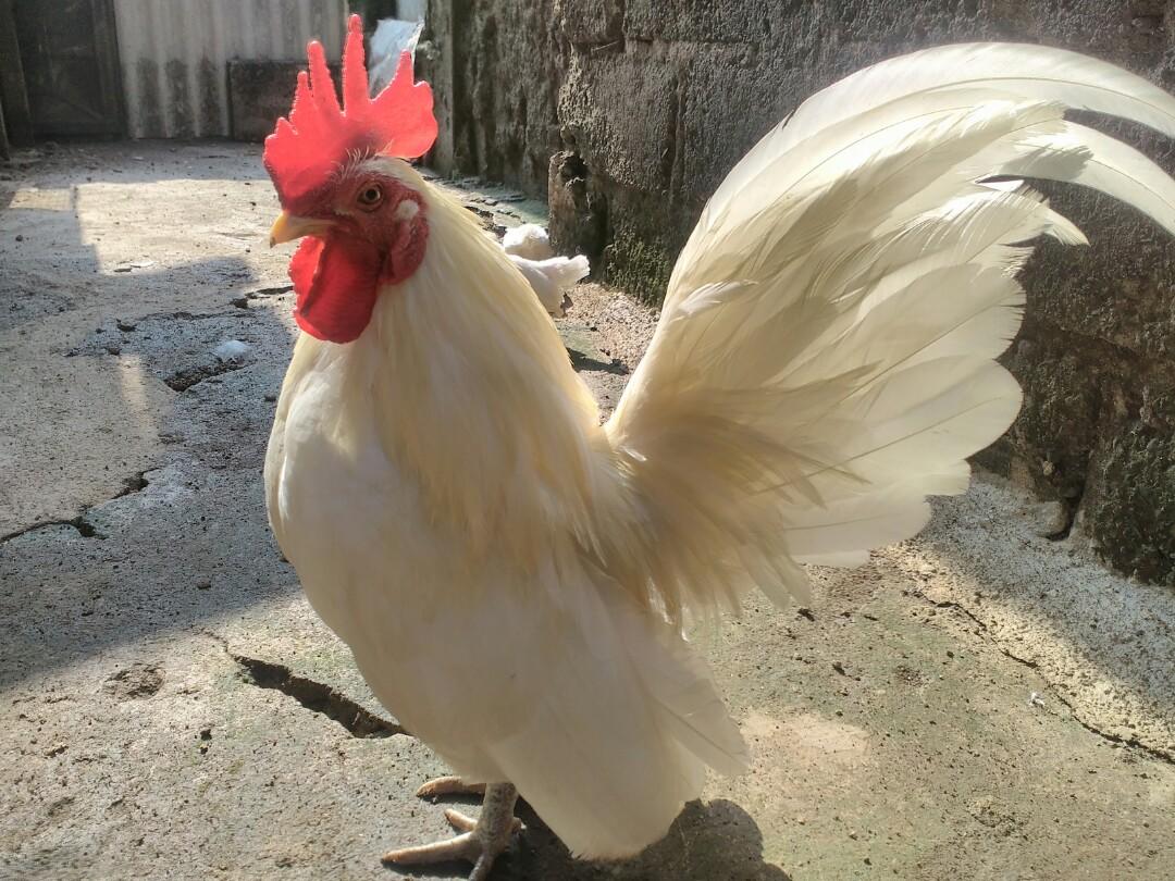 Ayam Kate Putih Serba Serbi Others Di Carousell