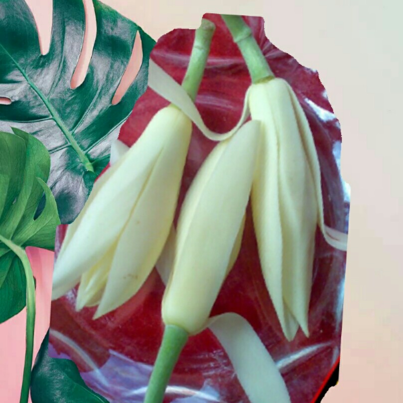 Gambar Bunga Kantil Gambar Bunga