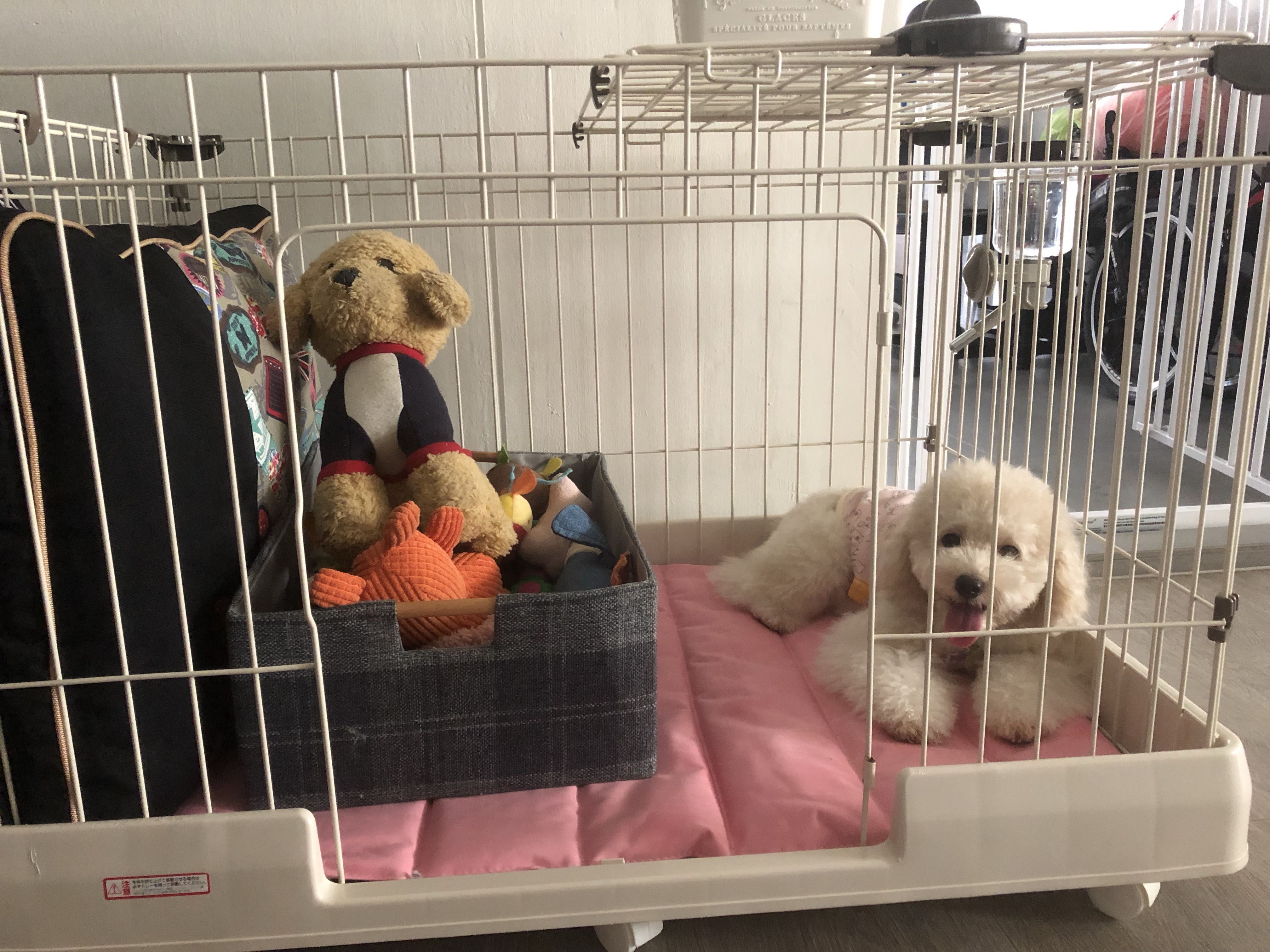 dog cage toy