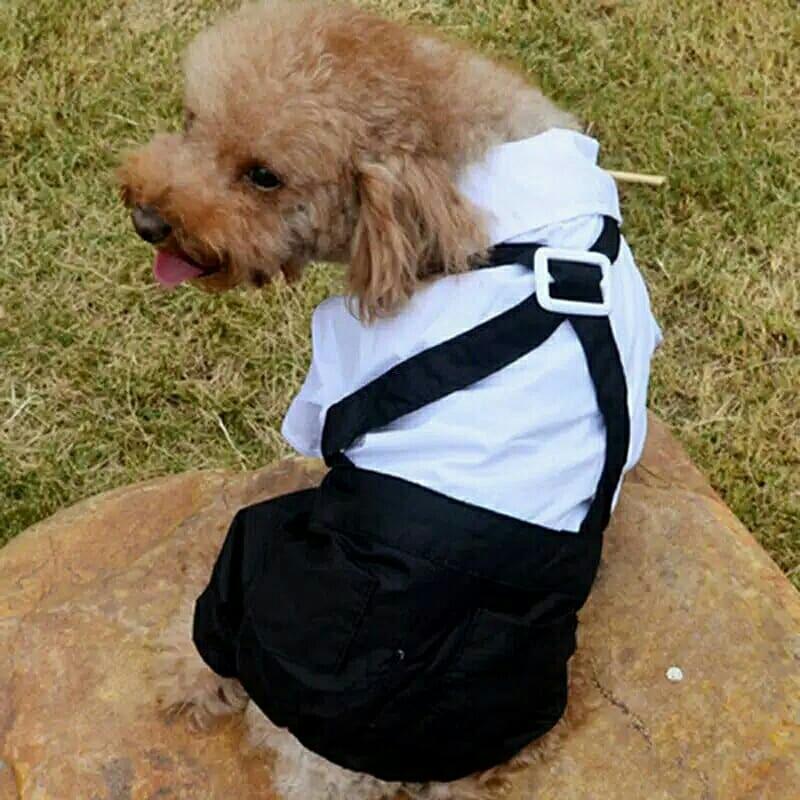 Tuxedo Baju Anjing Keren Pet Supplies Accessories On Carousell