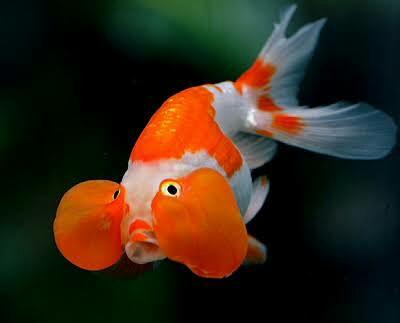 Ikan Mas Koki Bubble Eye Perlengkapan Hewan Aksesoris Hewan Di Carousell