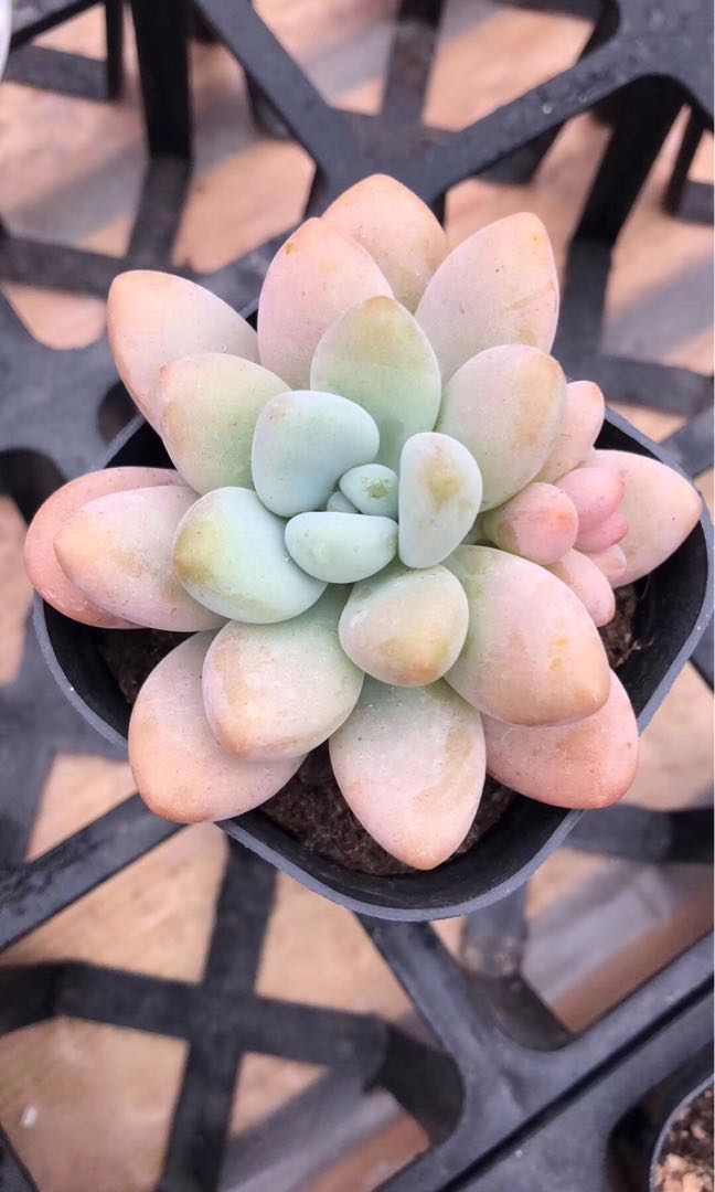 洛神- 多肉植物Succulent, 傢俬＆家居, 園藝, 植物及種子- Carousell