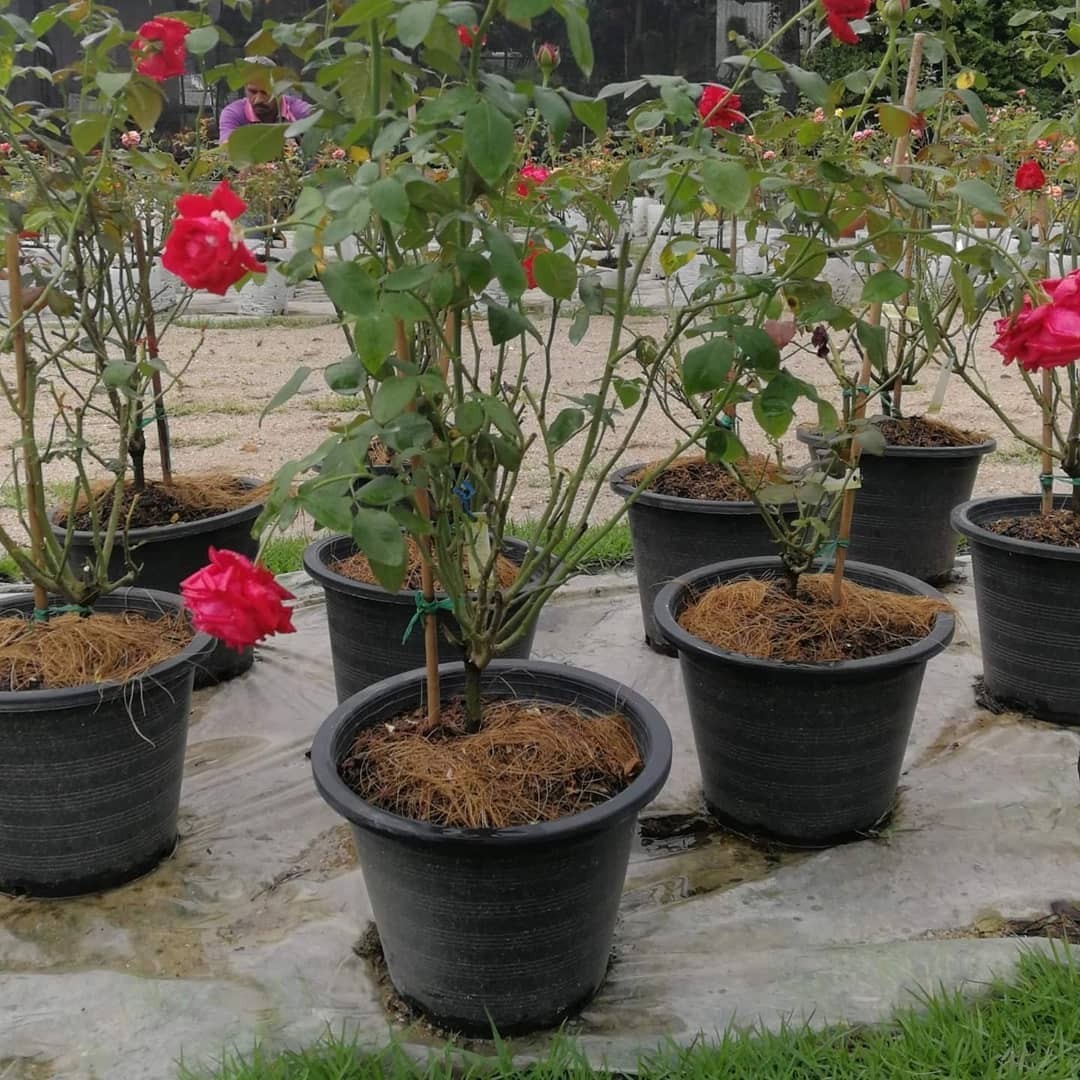 Plant, Furniture & Home Living, Gardening, Plants & Seeds on Carousell