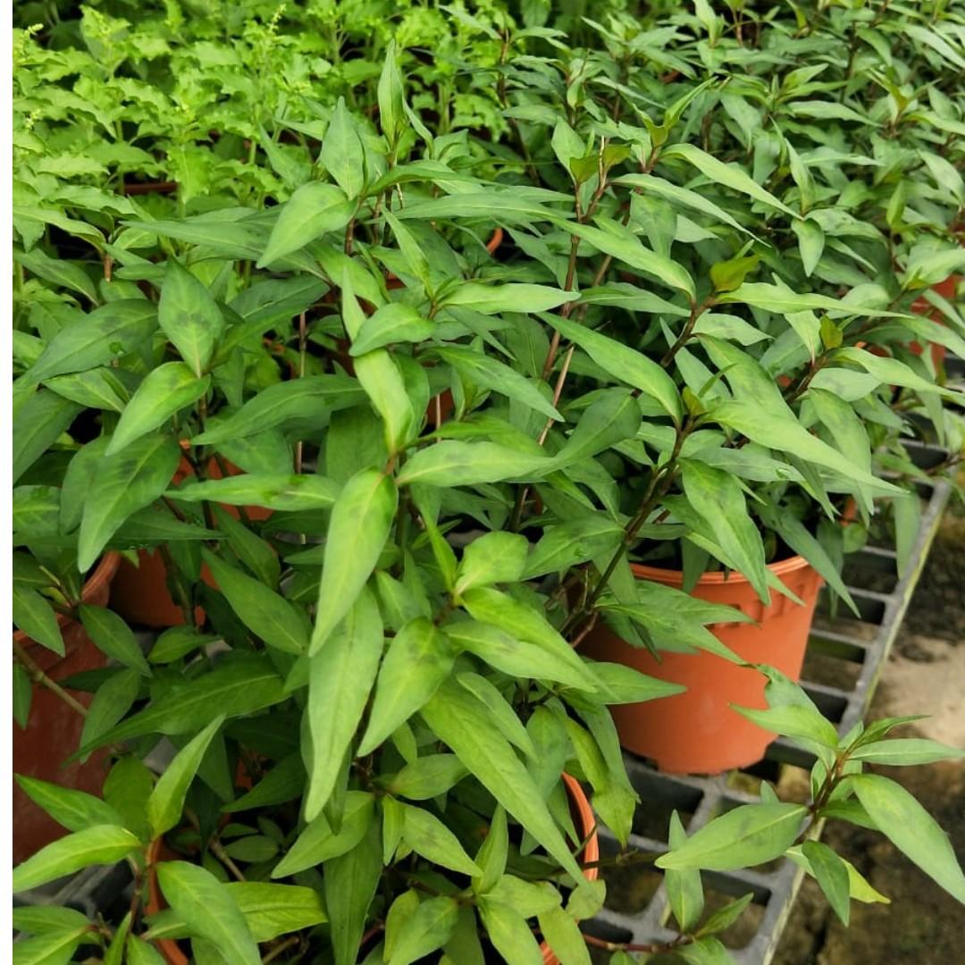 Laksa Leaf Vietnamese Coriander Daun Kesum Gardening Plants On Carousell
