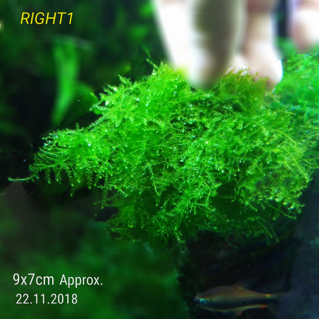 Lush Highgrade Christmas Moss Is Not Anchor Moss For Shrimp Tank Planted Aquarium Bonsai Tree Healthy N Beautiful Hard To Find No Chemical N Fertilizer Safe For Shrimps Small Portion Suitable For