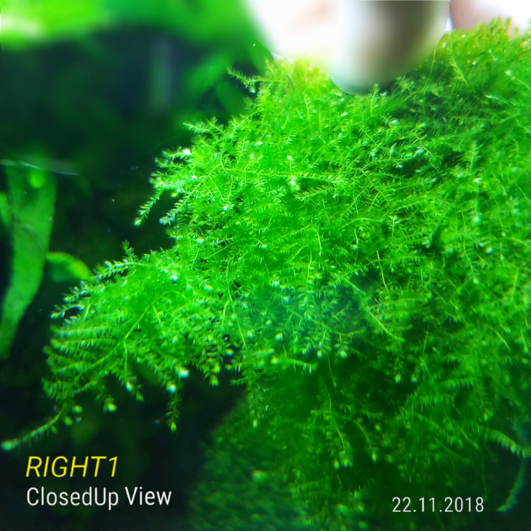 Lush Highgrade Christmas Moss Is Not Anchor Moss For Shrimp Tank Planted Aquarium Bonsai Tree Healthy N Beautiful Hard To Find No Chemical N Fertilizer Safe For Shrimps Small Portion Suitable For