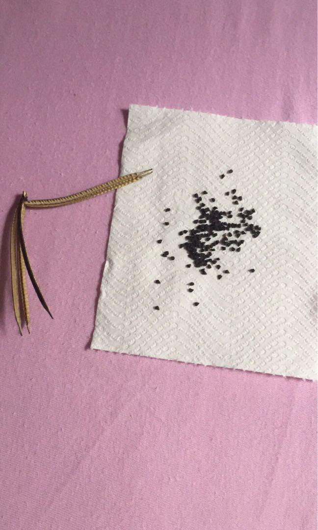 Chorchorus olitorus/ nalta jute/saluyot, Furniture & Home Living, Gardening, Plants & Seeds on