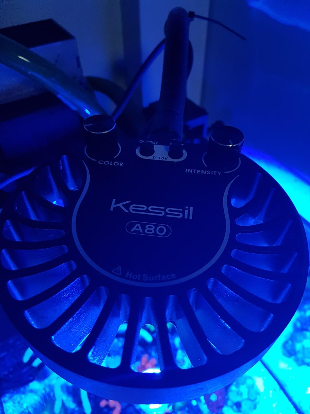 Kessil a80 Tuna Blue with gooseneck, Pet Supplies, Homes  Other Pet  Accessories on Carousell