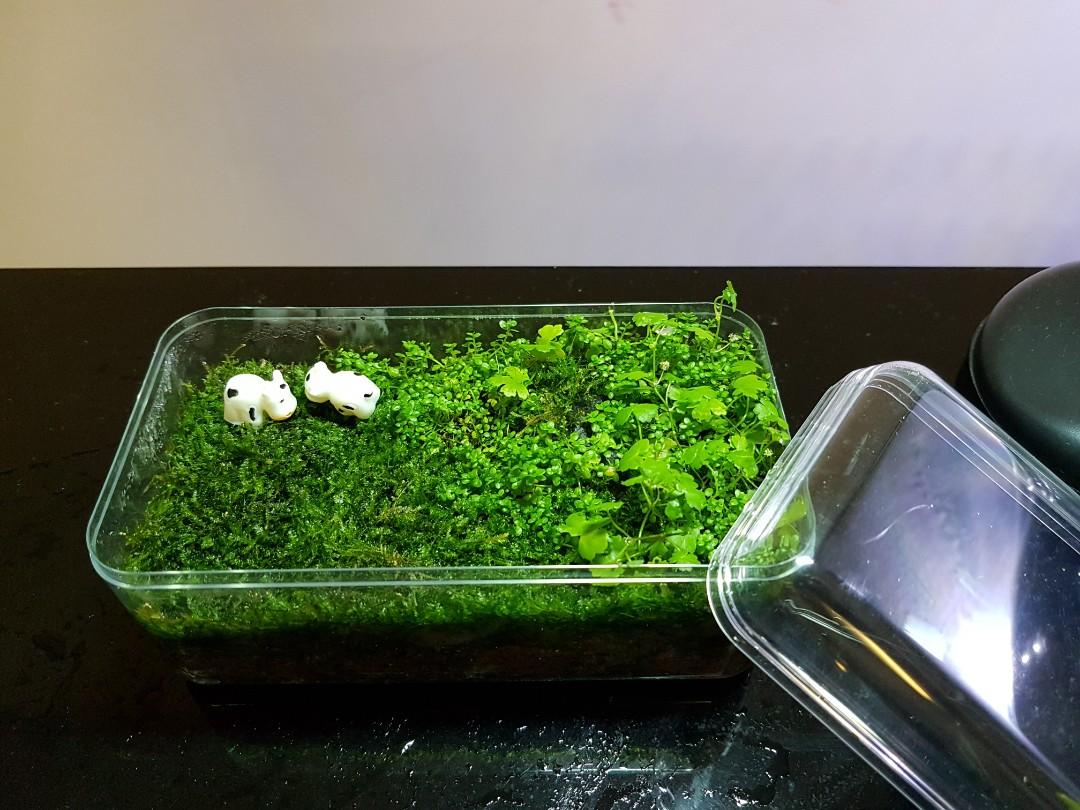Moss Terrarium Moss Garden Mini Indoor Garden Gardening Plants On Carousell