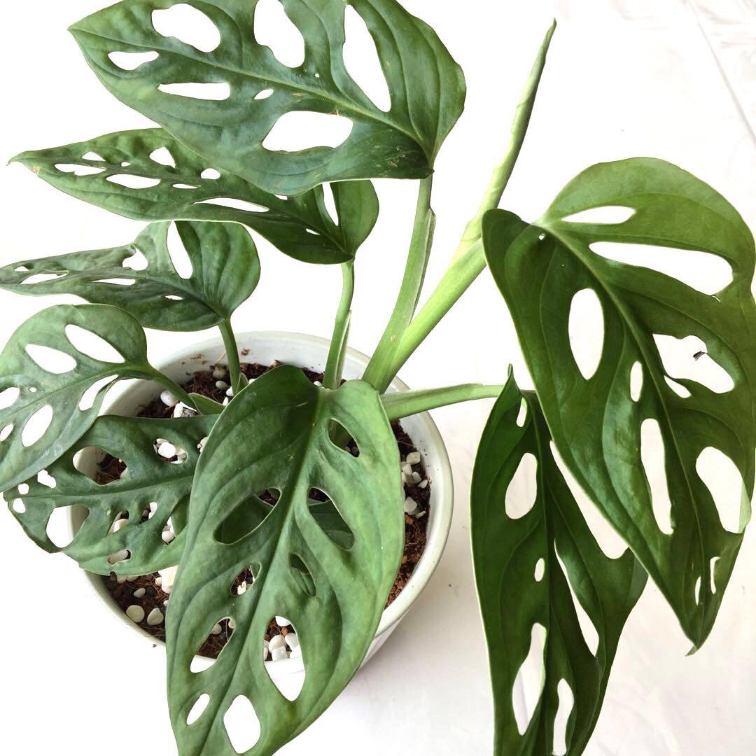 Plant Monstera Adansonii Gardening Plants On Carousell