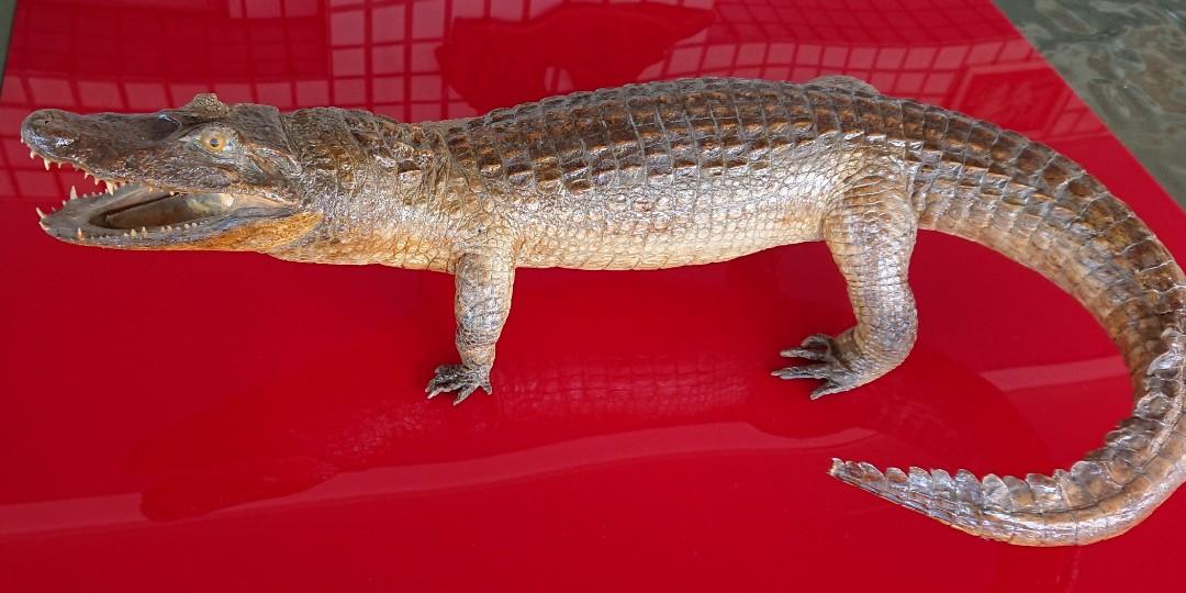 鱷魚標本 身長110公分 親子用品 其他在旋轉拍賣
