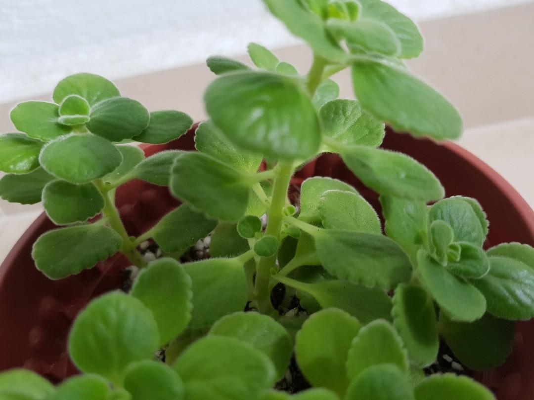 Cuban Oregano plant, Gardening, Plants on Carousell