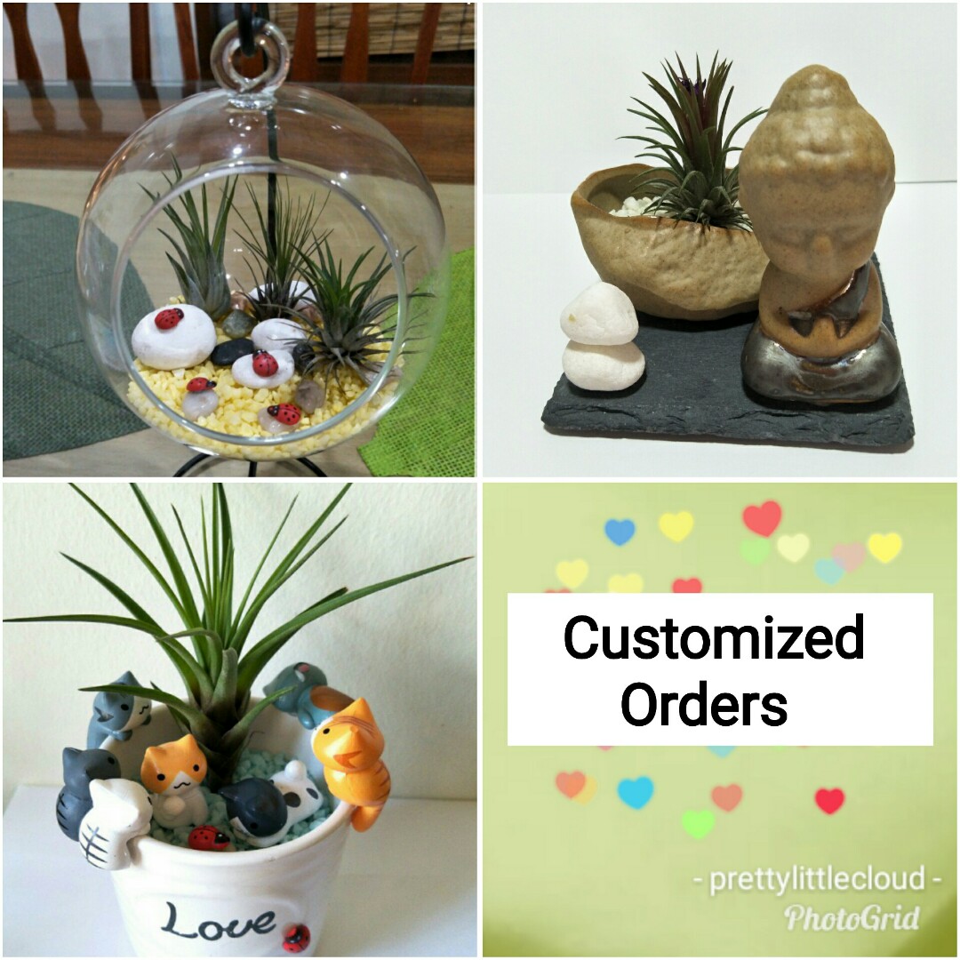Customized Order Air Plant Tillandsia Miniature Figurine Photo