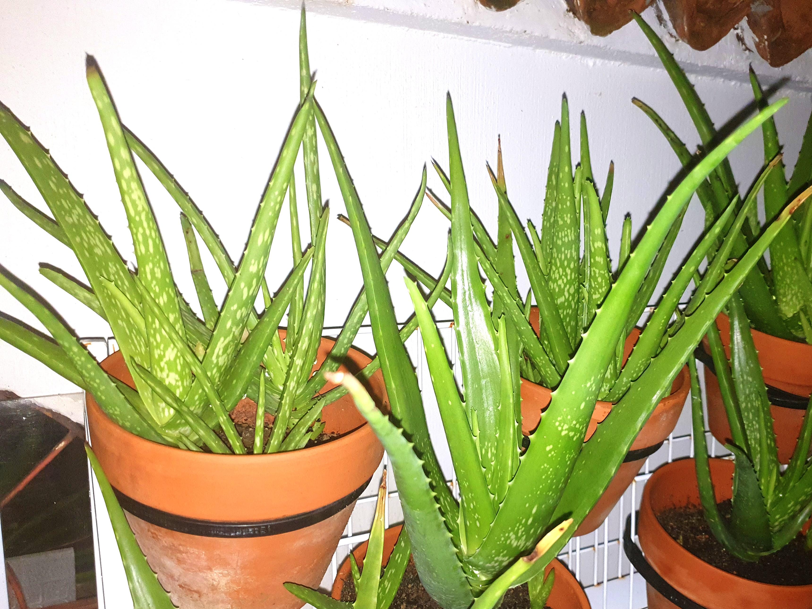 Gardening Pesticide Free Aloe Vera Plant For Sale Gardening