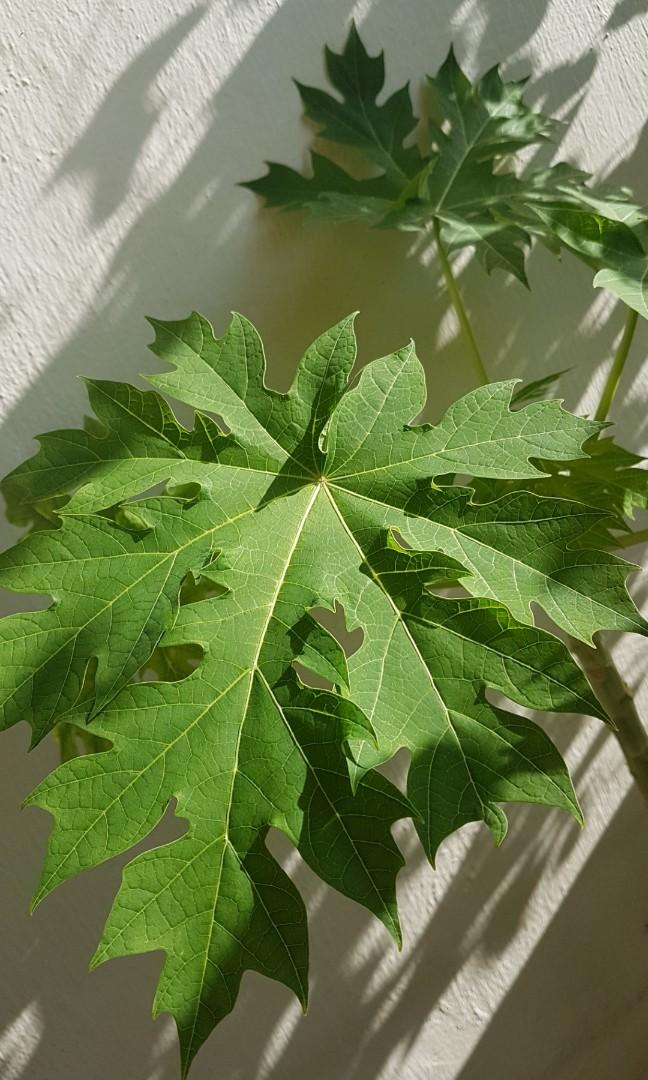 Organic Papaya Plant Gardening Plants On Carousell