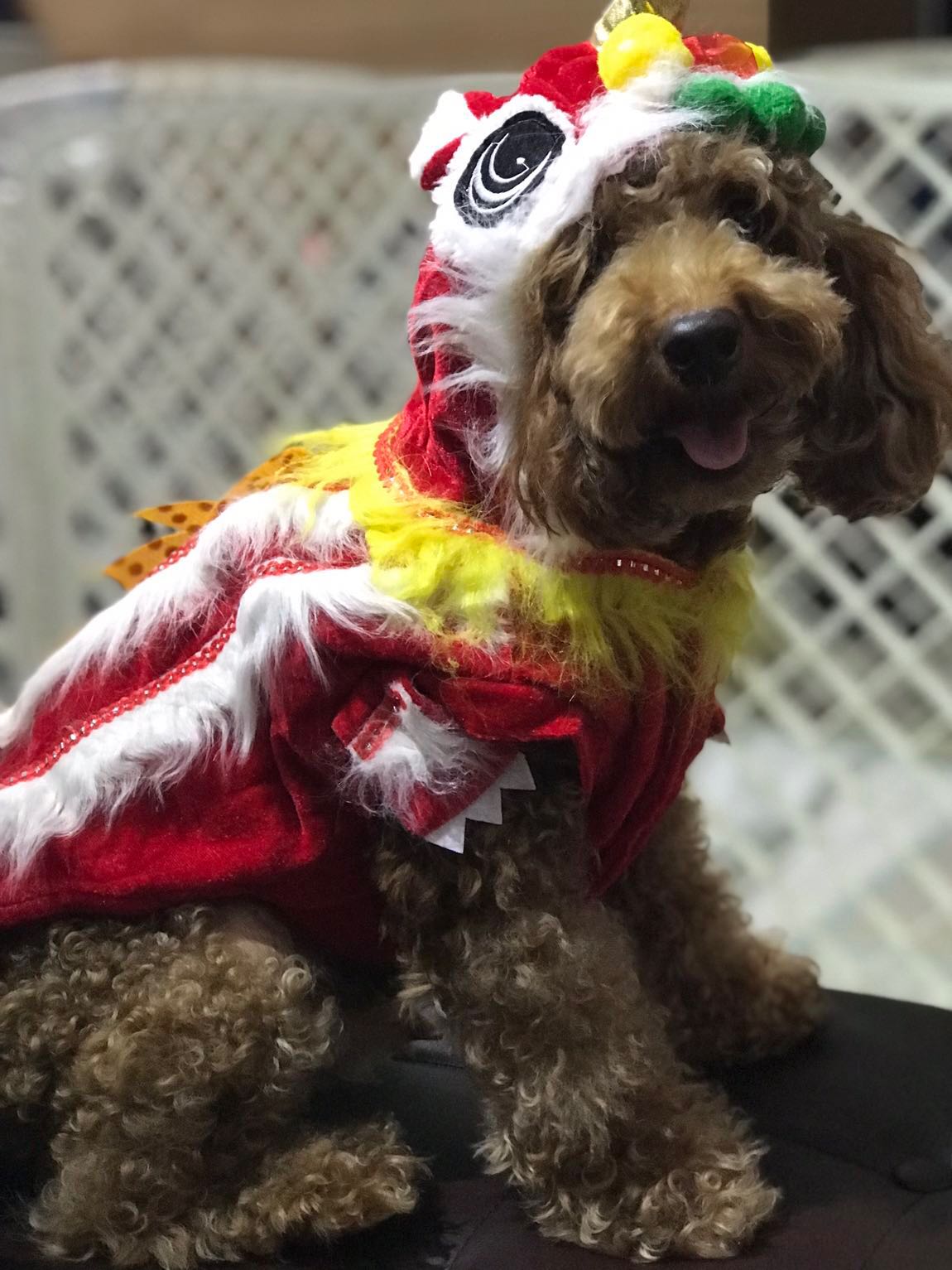 Cny Chinese New Year Lion Dance Costume Or Outfit For Dog In Medium Pet Supplies For Dogs Dog Accessories On Carousell