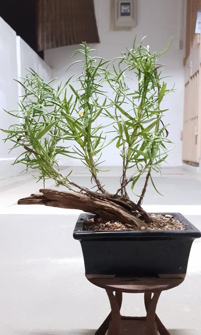Rosemary Bonsai Gardening Plants On Carousell