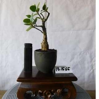 Mame Bonsai Ficus Microcarpa 13.1565