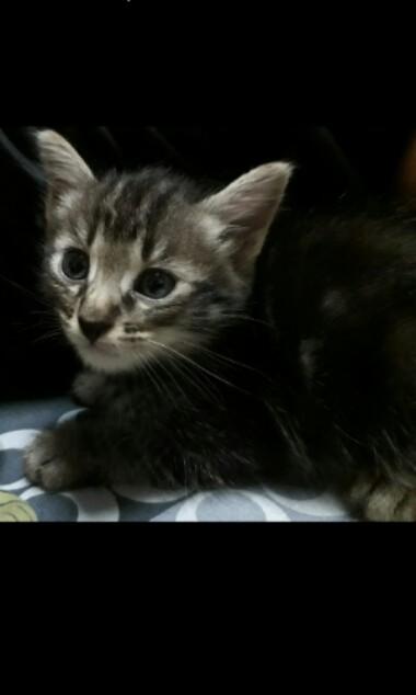 Adoption Of A Kitten For Free Everything Else On Carousell